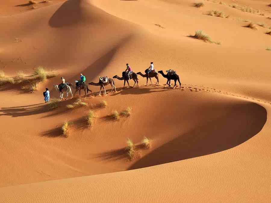 Camels walking on vast golden dunes in the Moroccan Sahara Desert